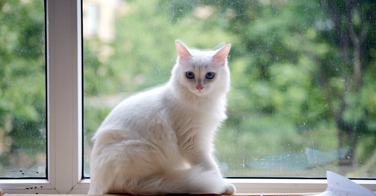 découvrez un intérieur serein alliant élégance et confort pour un espace apaisant et harmonieux, parfait pour se détendre et recharger ses batteries.