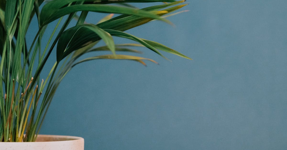 découvrez notre pot de plante en céramique élégant et durable, parfait pour embellir votre intérieur et offrir un habitat idéal à vos plantes.