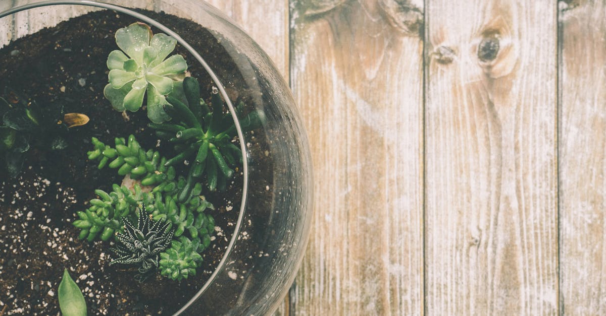 découvrez des idées de décoration pour un jardin zen, alliant sérénité et esthétique pour un espace extérieur apaisant et harmonieux.