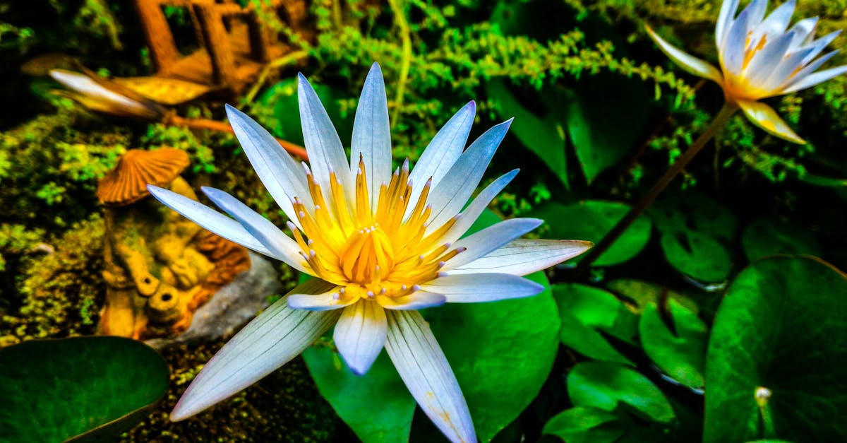 découvrez nos idées et astuces pour une décoration de jardin zen, alliant sérénité, élégance et harmonie dans votre espace extérieur.