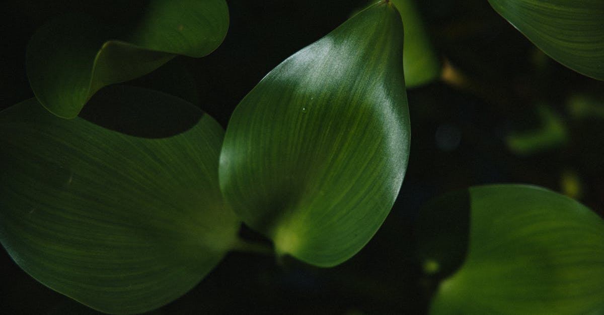 découvrez l'art du design de jardins zen : créez un espace paisible et harmonieux inspiré des traditions japonaises pour favoriser la détente et la méditation.