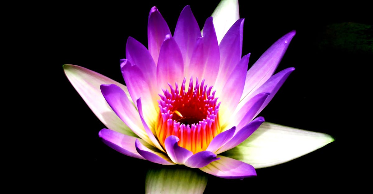 découvrez la paix et la sérénité dans notre jardin zen, un espace conçu pour la méditation, la relaxation et l'harmonie avec la nature.