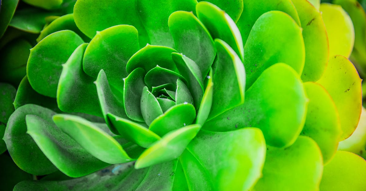 découvrez des idées de décoration pour votre jardin zen, alliant sérénité, harmonie et esthétique pour un espace extérieur apaisant.