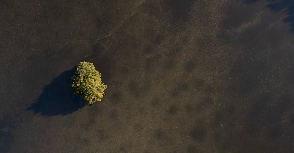 découvrez zen tree, un espace de sérénité où la nature rencontre l'harmonie pour apaiser votre esprit et élever votre bien-être.