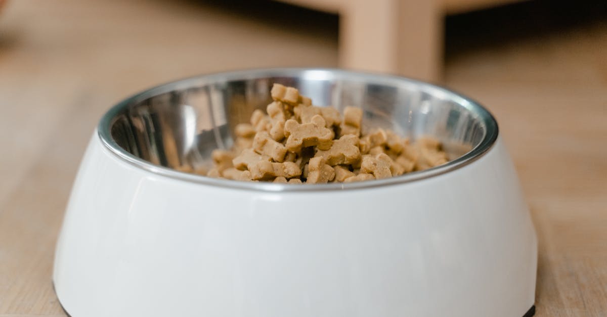 découvrez notre gamelle pour chien en céramique, élégante et durable, idéale pour offrir à votre animal une alimentation saine et confortable.
