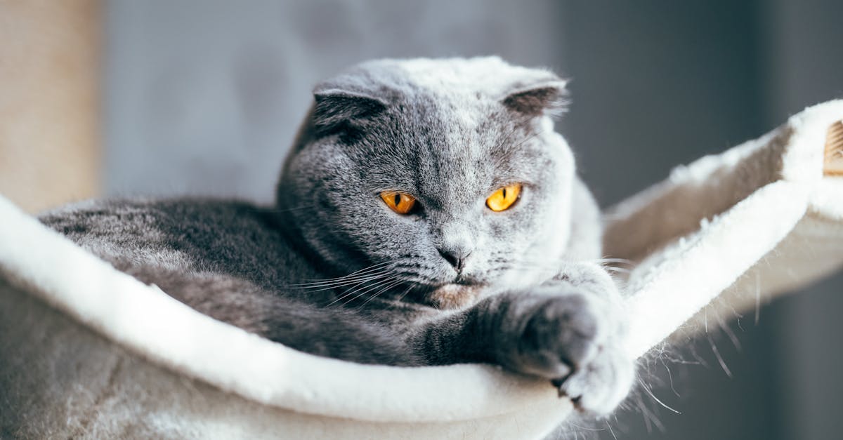 découvrez notre arbre à chat de luxe alliant design élégant et confort optimal pour votre félin. offrez-lui un espace de jeu et de repos haut de gamme.
